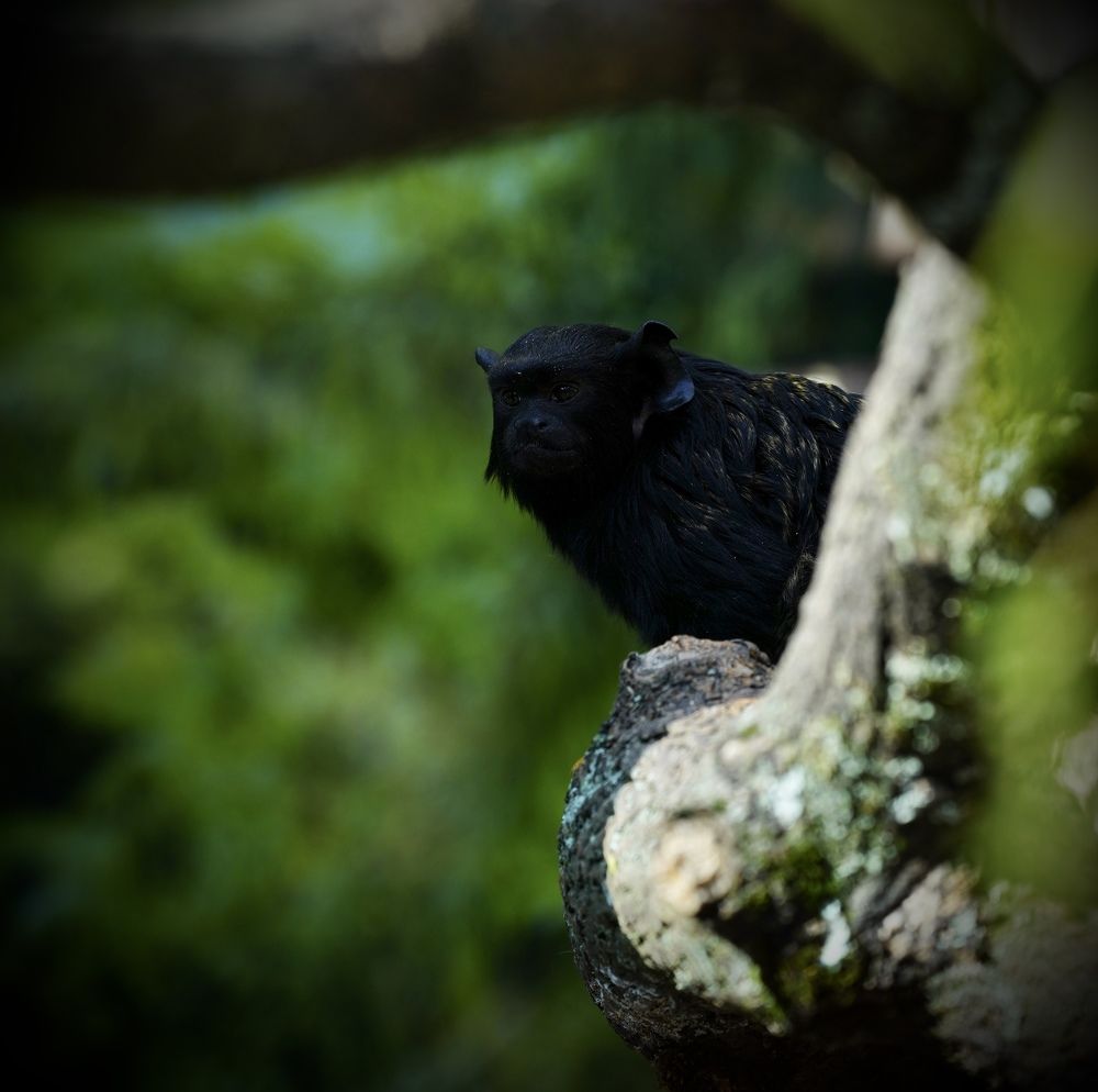 Фотография автора Владимир Хащанский