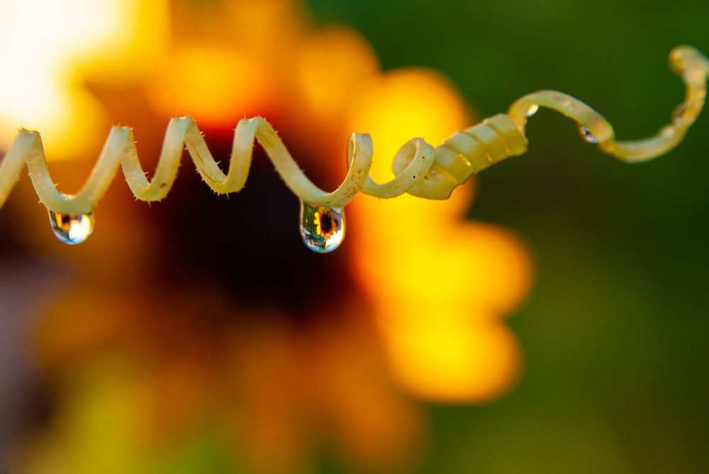 Photograph by Диана Бородзе