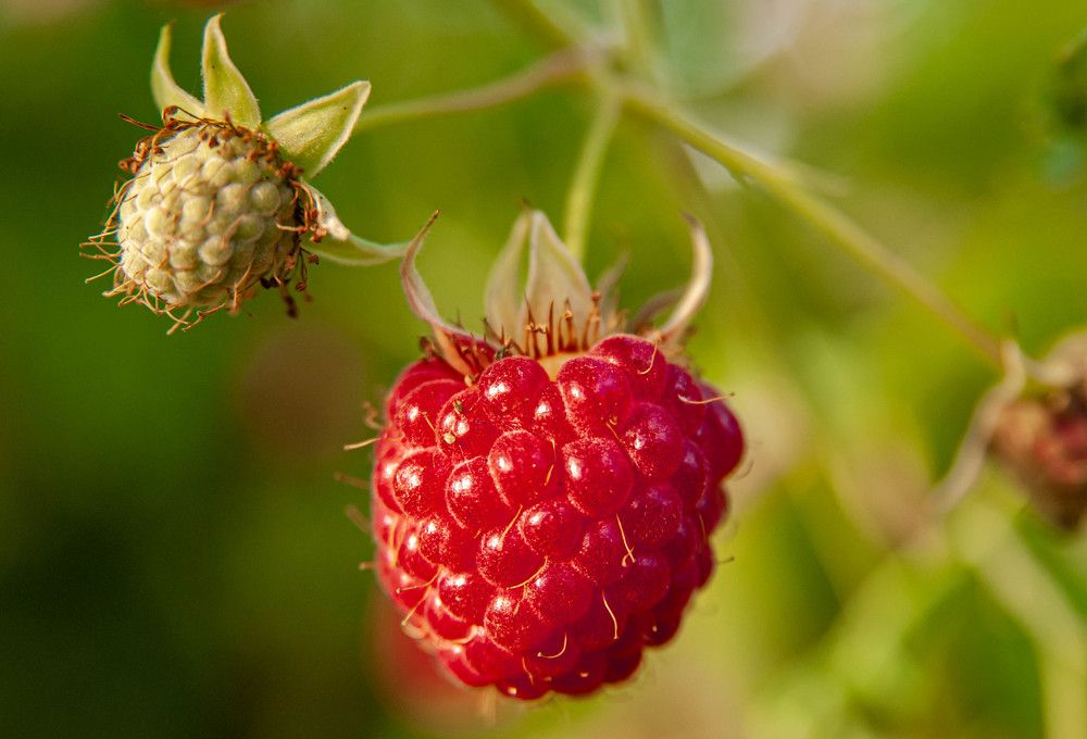 Photograph by Диана Бородзе