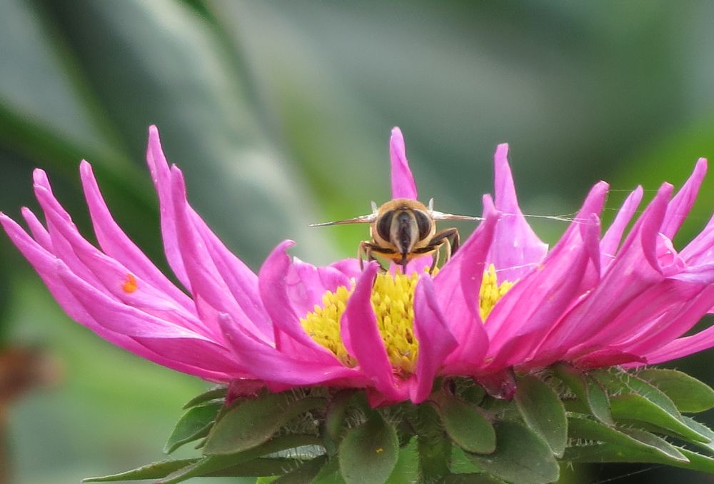 Истребитель