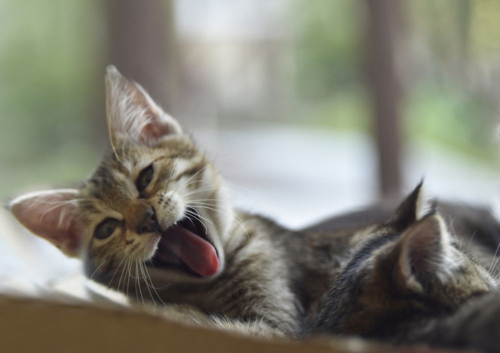 Фотография автора Ирина Шипунова