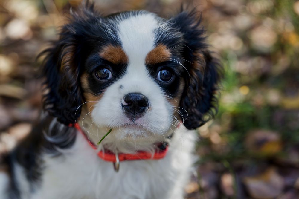 Photograph by Галина Павлова