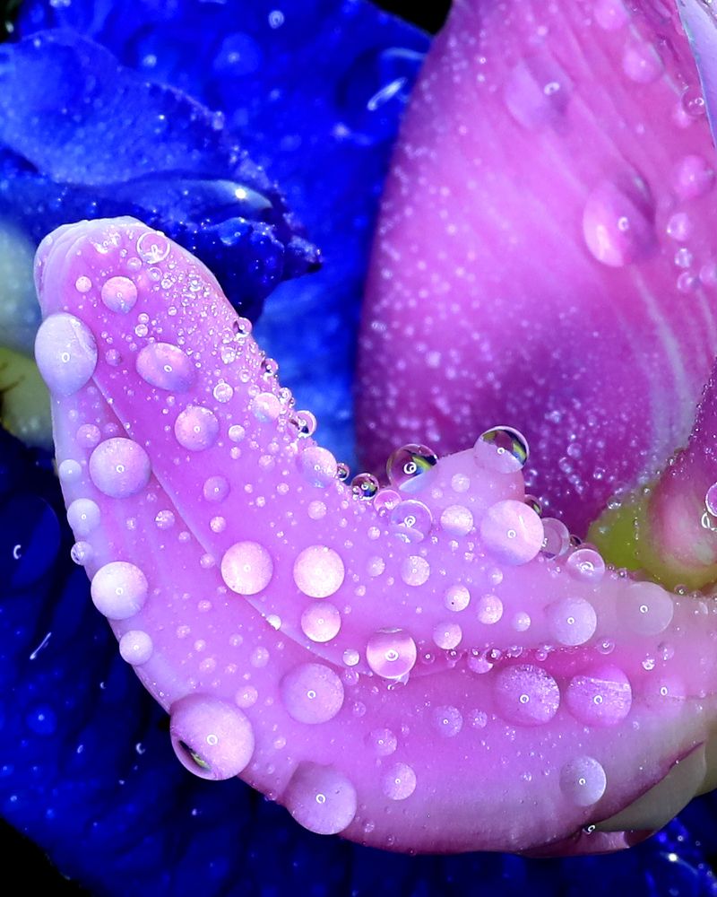 Drops on petals
