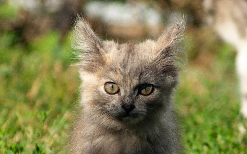 Фотография автора Владимир Оликов