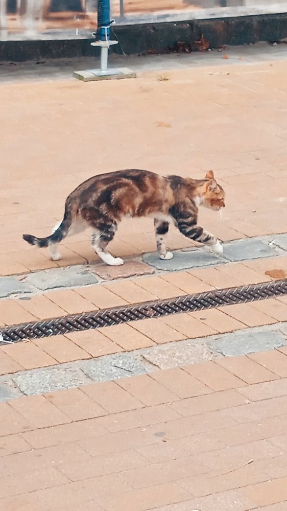 А мы пойдем на север....