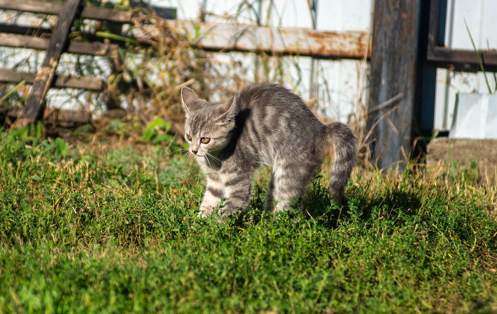 Фотография автора Владимир Оликов