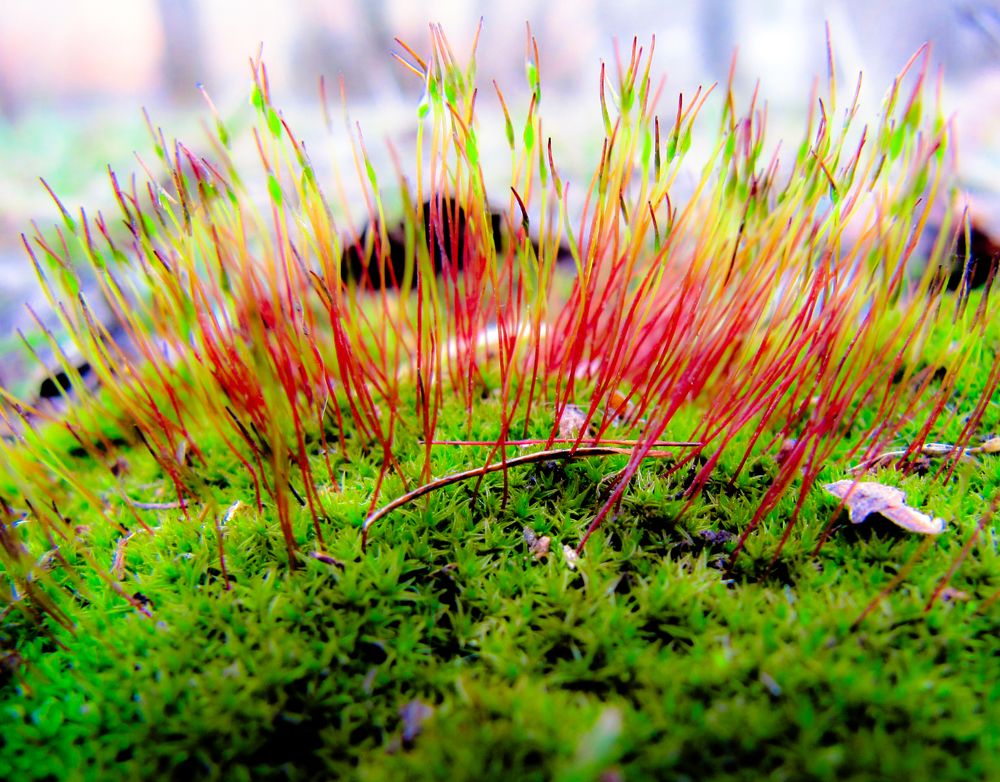 Photograph by Onyx X