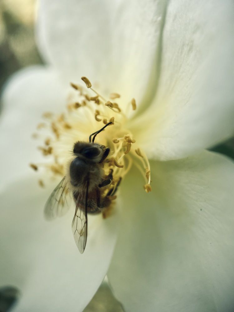 Photograph by Шевалье Татьяна