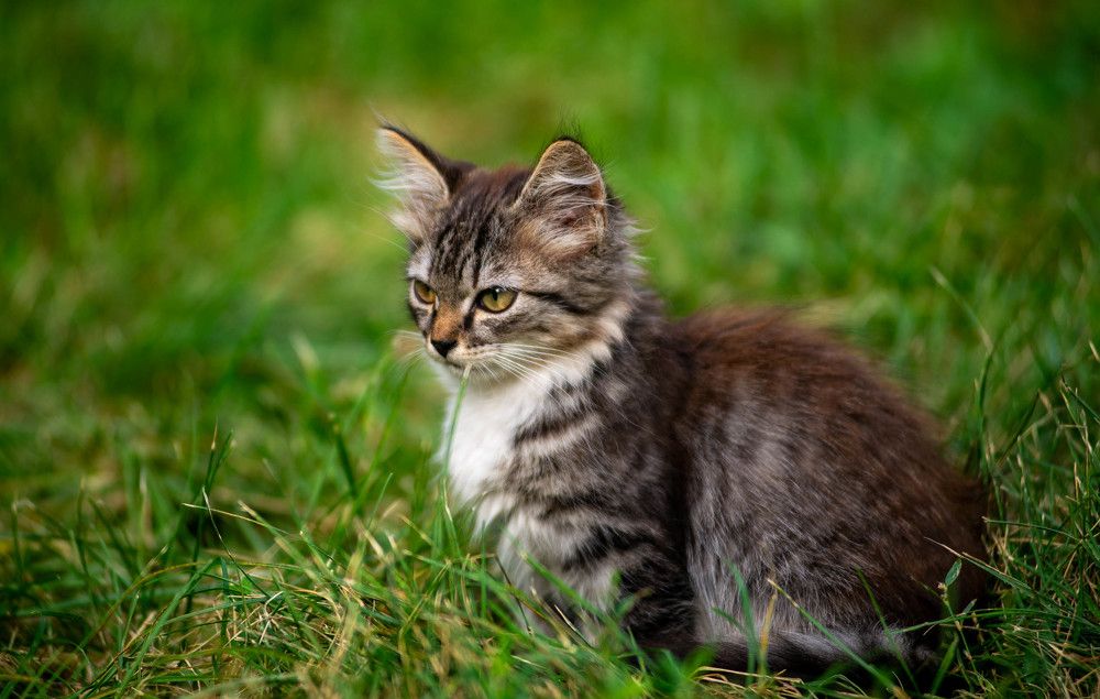 Фотография автора Владимир Оликов