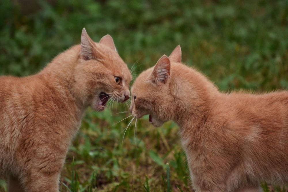 Photograph by Marina Gritchina