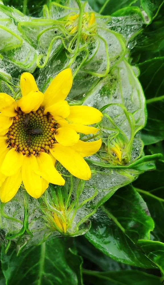 Photograph by Elena Goncharova