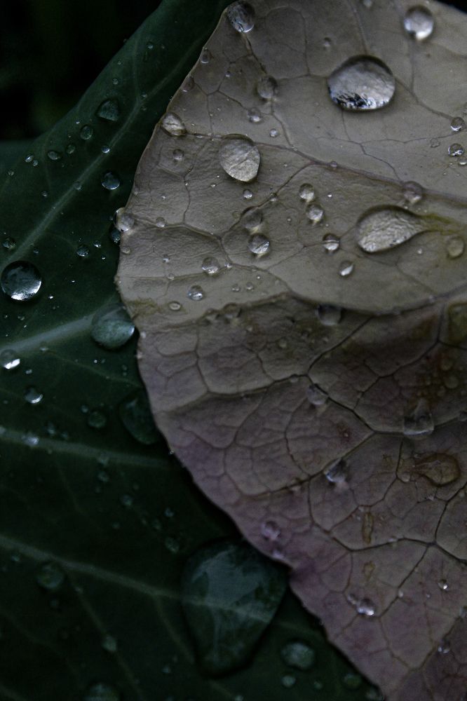 Photograph by Анастасия Псарёва