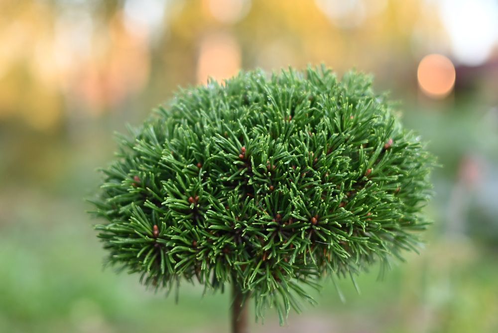 Photograph by Пётр Артемьев