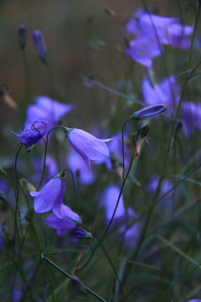 Фотография автора Анастасия Зверева