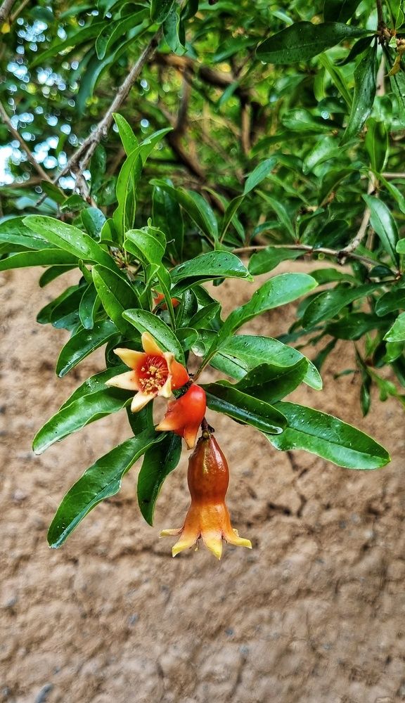 Фотография автора Zahra Seyedmorti