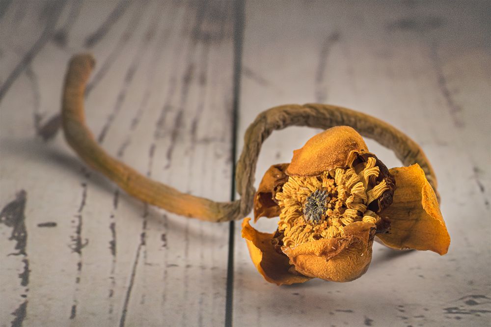 О кувшинках, выросших на польском озере.