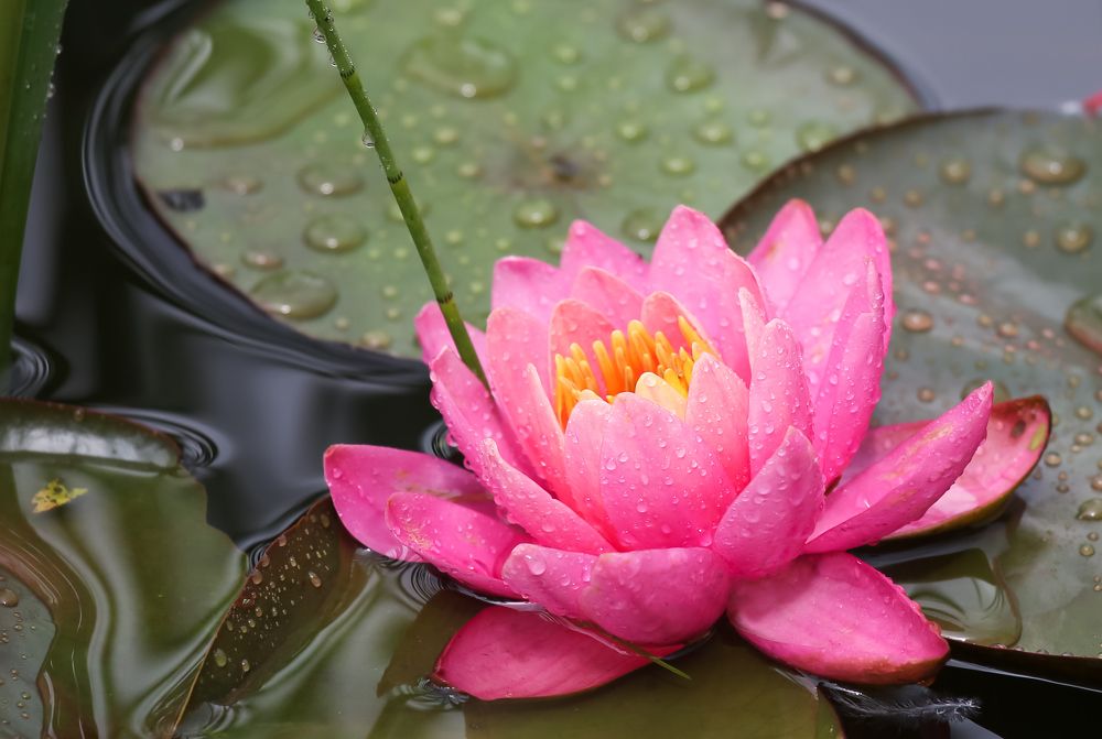 Photograph by Диана Бородзе