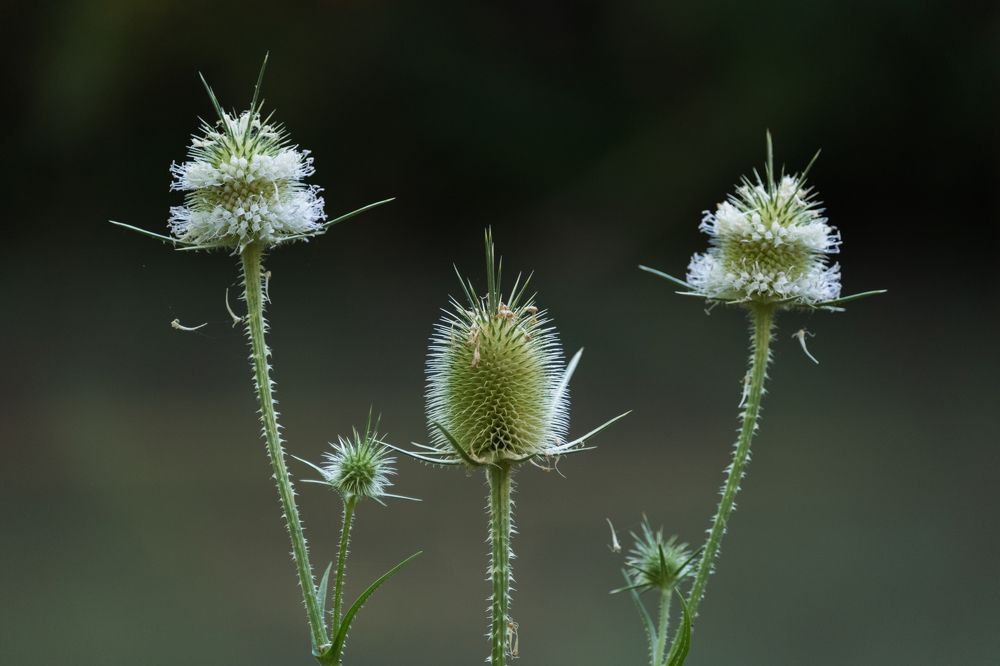 Photograph by Petar Chapkanov