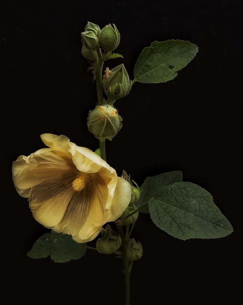 Photograph by Александра Кропивка