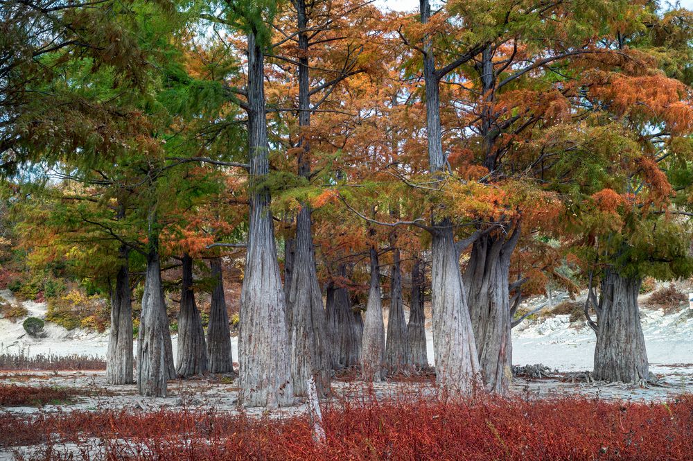 (Taxodium distichum