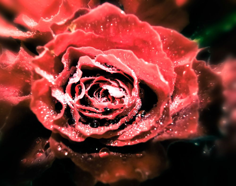Photograph by Ольга Попченко