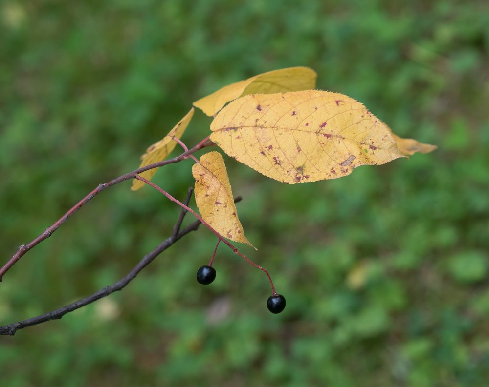 Photograph by Юлия Скачкова
