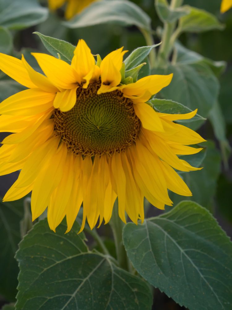 Photograph by Юлия Скачкова