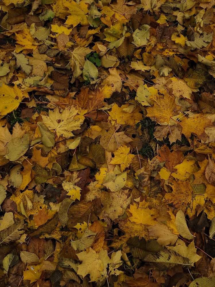 Осенний ковёр