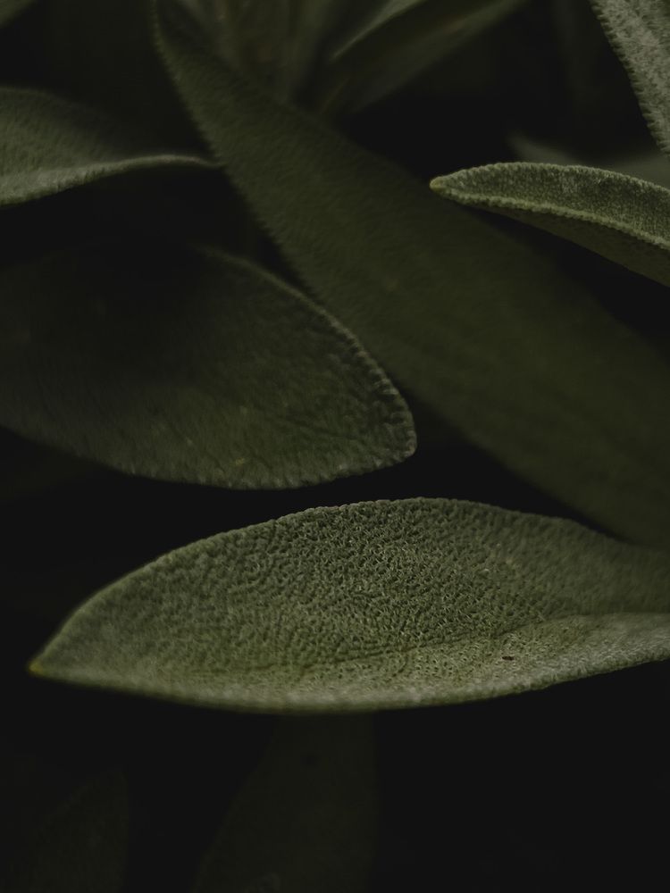 Photograph by Алиса Нежинская