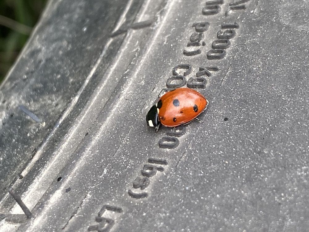 Фотография автора Daniela Stanojkovska