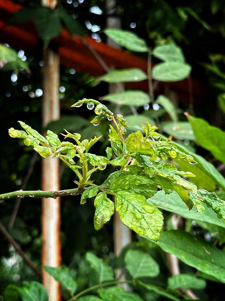 Photograph by Shahrzad Kadkhodae