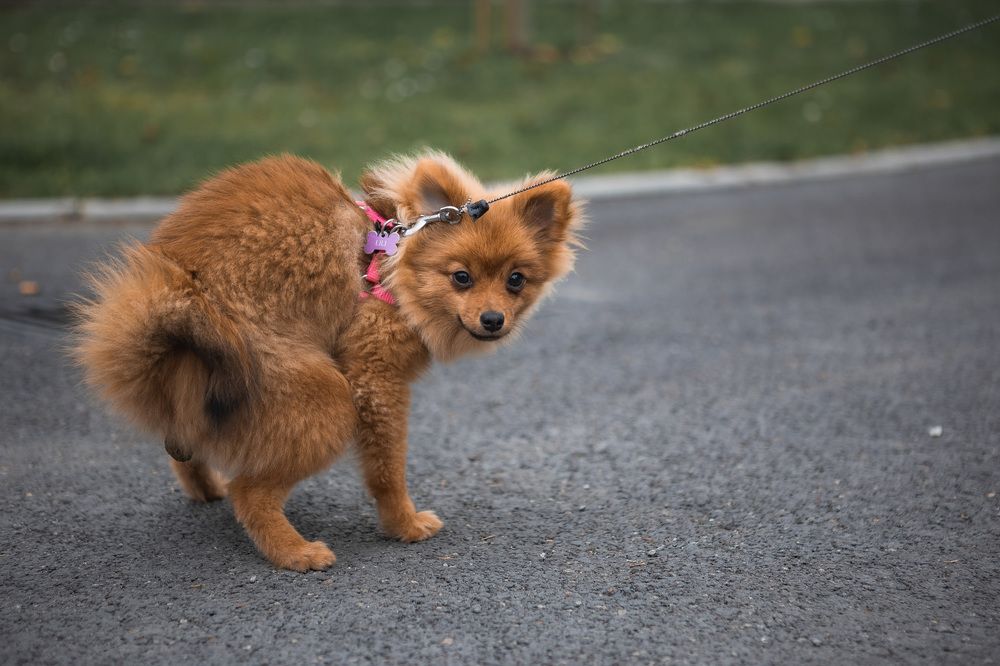 Фотография автора Tomas Kozel