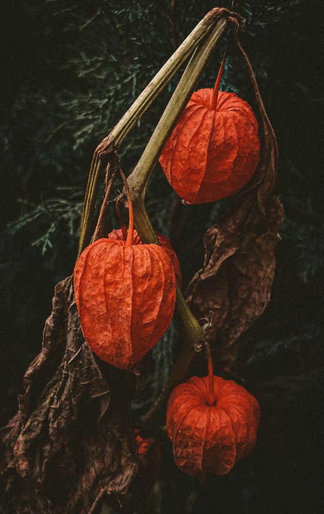 Photograph by Светлана Хаматзянова