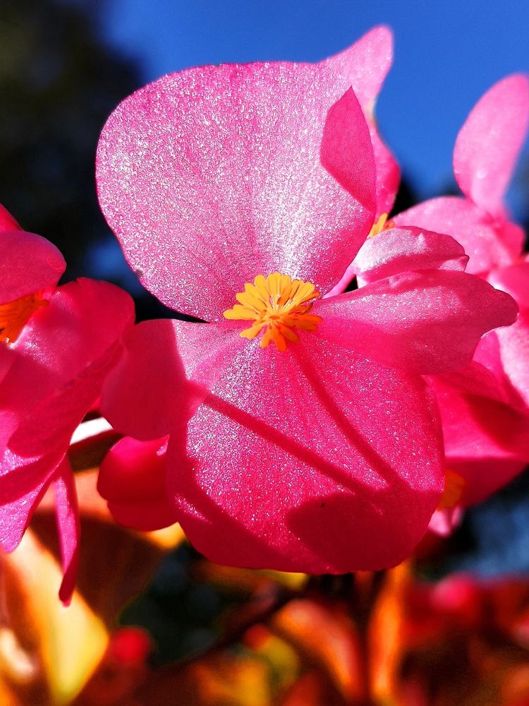 Фотография автора JELENA VASIC