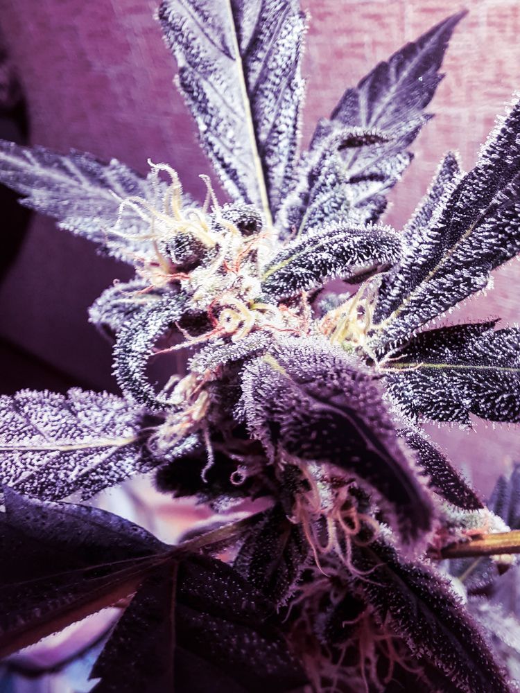 Фотография автора Всеволод Юрша