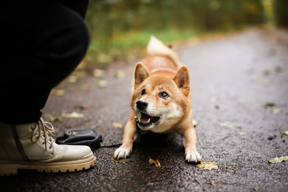 Photograph by Настасья Андреевна