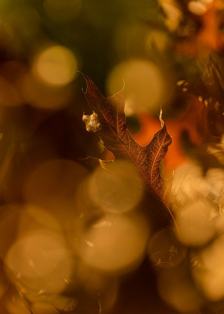 Photograph by Rick Switzer