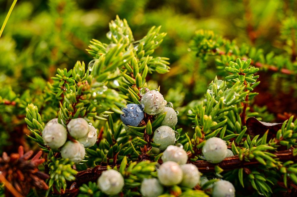 Photograph by Tanzilya Gabidullina