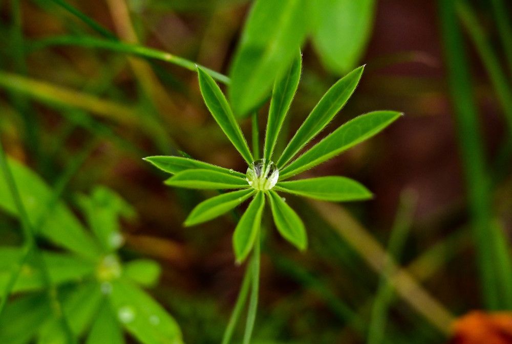 Photograph by Tanzilya Gabidullina