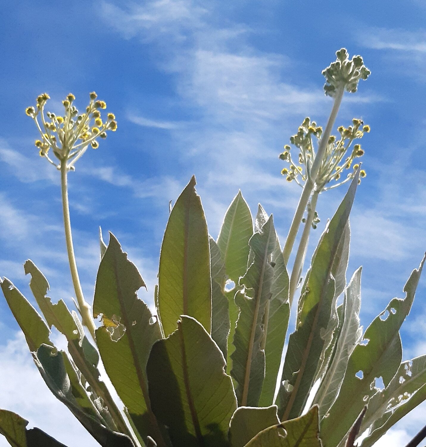 Frailejon