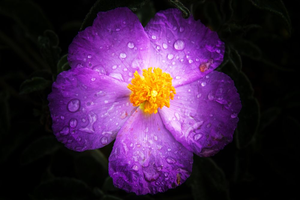 Photograph by Mürvet Rişvanoğlu