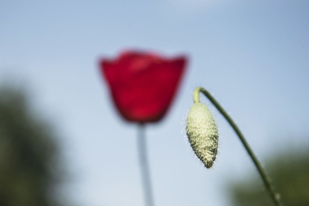 Photograph by Mürvet Rişvanoğlu