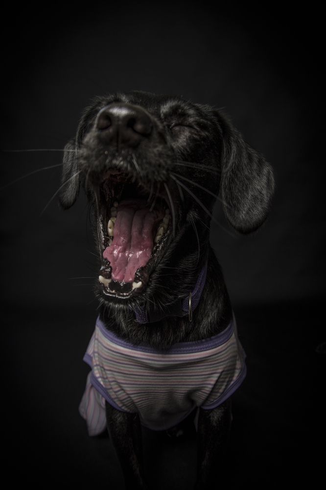 Photograph by Gina Rospigliosi