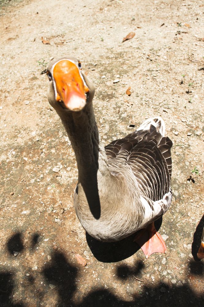 Photograph by roselino de oliveira rocha