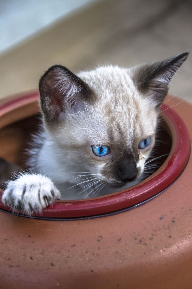 Photograph by roselino de oliveira rocha