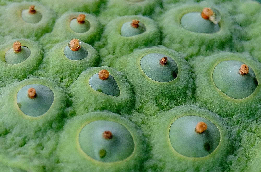 Photograph by Do Thi Thanh Binh