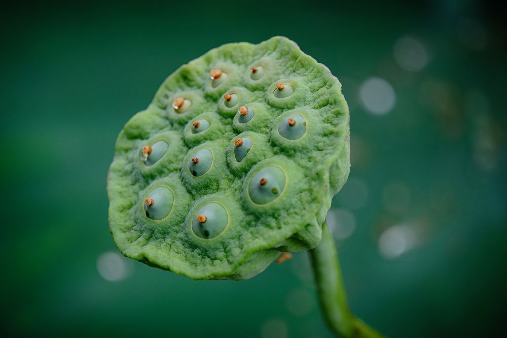 Photograph by Do Thi Thanh Binh