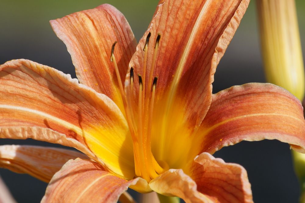 Photograph by Ken Oliver