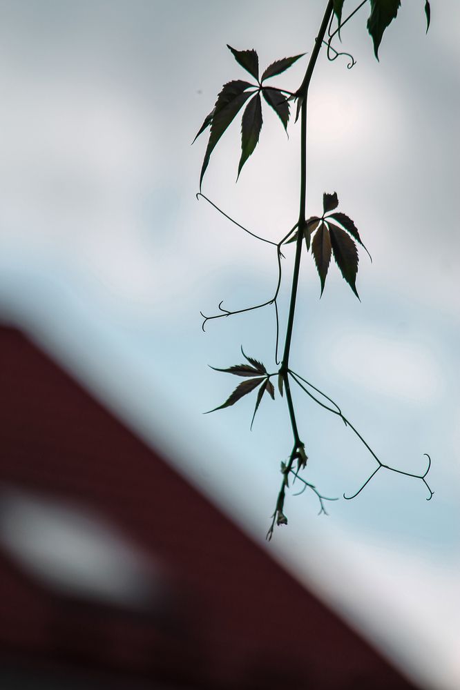 Photograph by Dina Garipova
