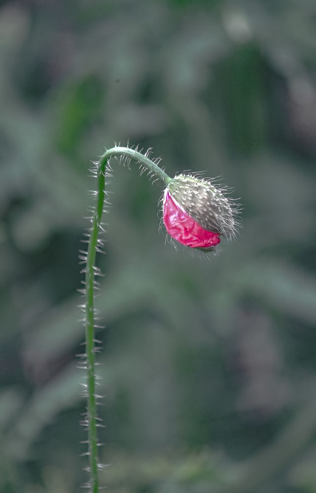 Photograph by Dina Garipova